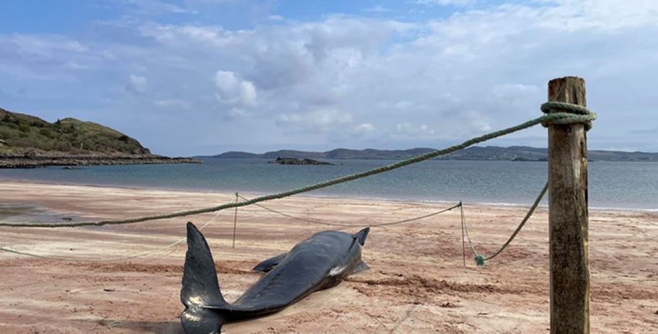 Pilot whale dies on Wester Ross shores after becoming stranded