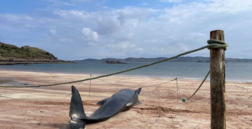 Pilot whale dies on Wester Ross shores after becoming stranded
