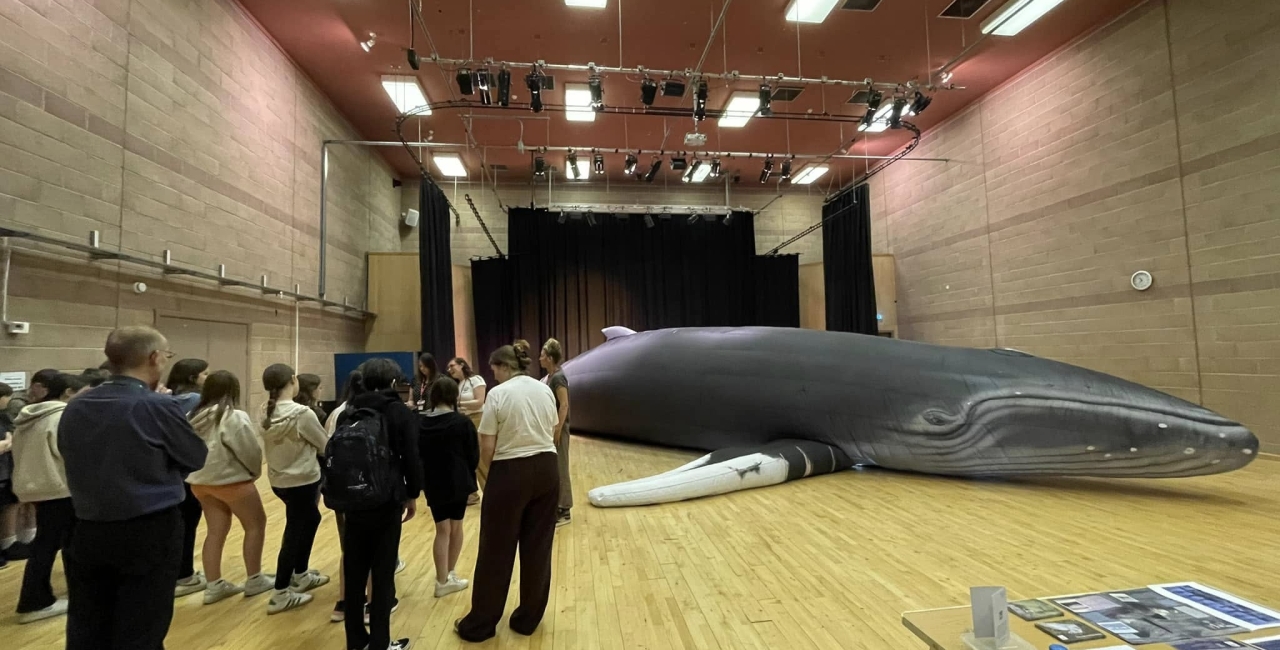 Day 1 of Hope the Humpback’s visit to Ullapool High School! 